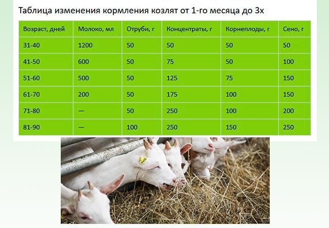 Сколько кормить козлят молоком. Норма кормления козлят в 2 месяца. Таблица кормления козлят с 1 дня. Схема кормления козлят. Таблица кормления новорожденных козлят.
