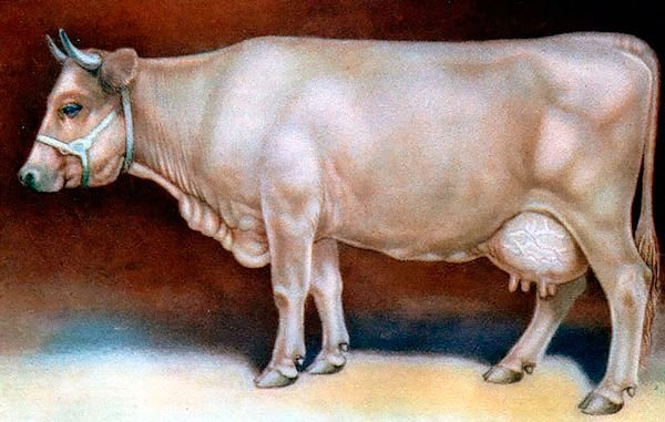 Костромська порода корів: опис і характеристики породи