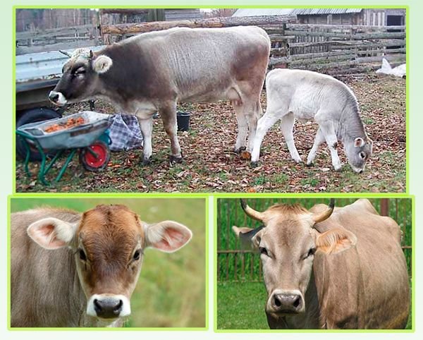 Костромська порода корів: опис і характеристики породи