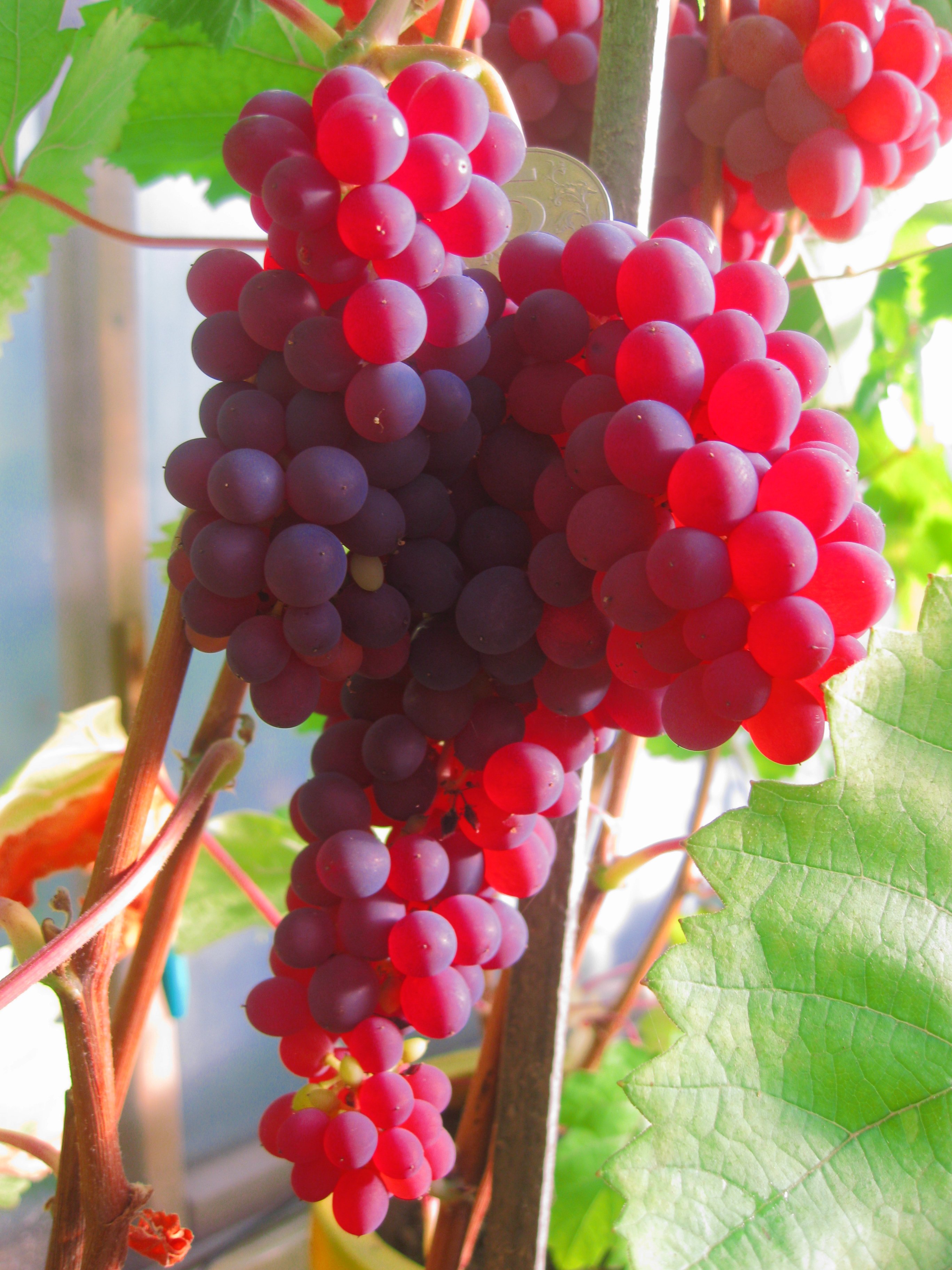 Червоні сорти винограду з описом і фото