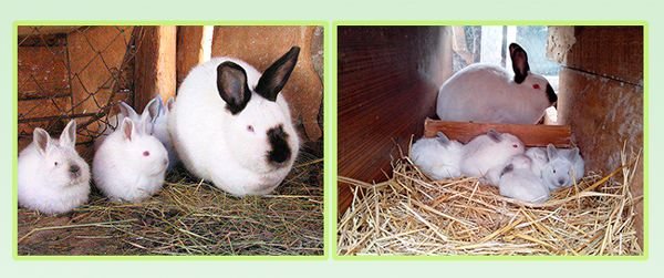 Кролики Каліфорнійської породи: опис, розведення і догляд