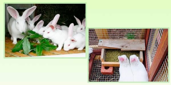 Кролики породи Білий Велетень: опис, зміст і розведення