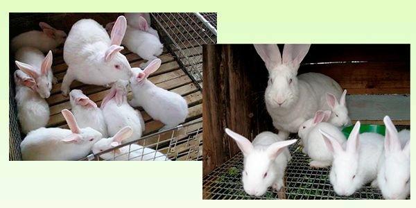Кролики породи Білий Велетень: опис, зміст і розведення