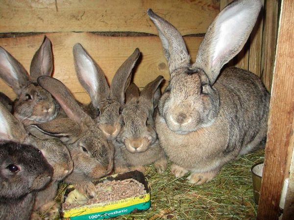 Кролі породи Фландр: характеристики породи, розведення і догляд
