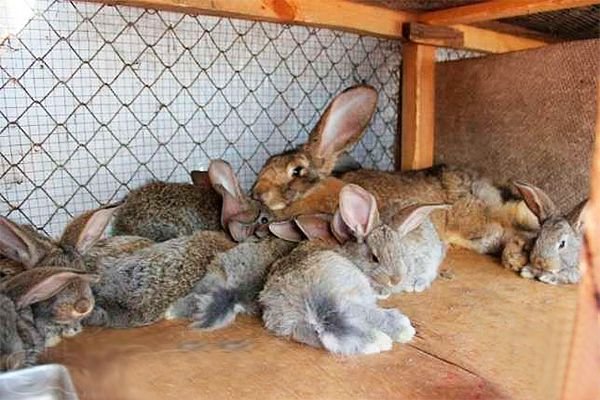 Кролики породи Різен: опис породи, утримання, годування