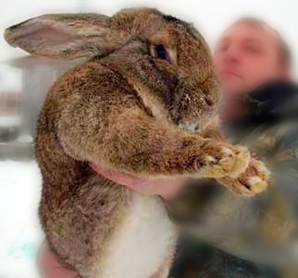 Кролики породи Різен: опис породи, утримання, годування