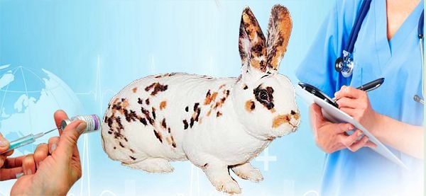 Кролики Рекс: опис породи, розведення і догляд
