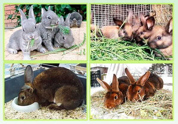 Кролики Рекс: опис породи, розведення і догляд