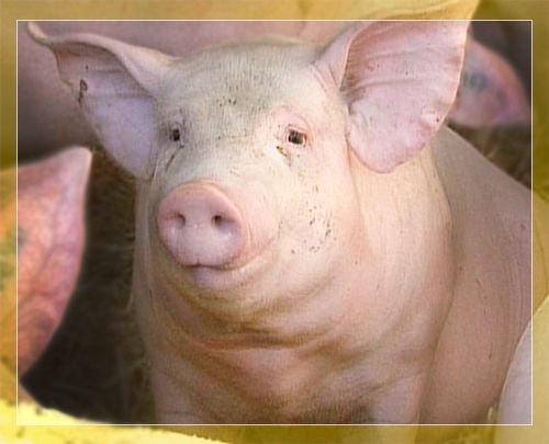 Велика біла порода свиней: характеристики, продуктивність та догляд