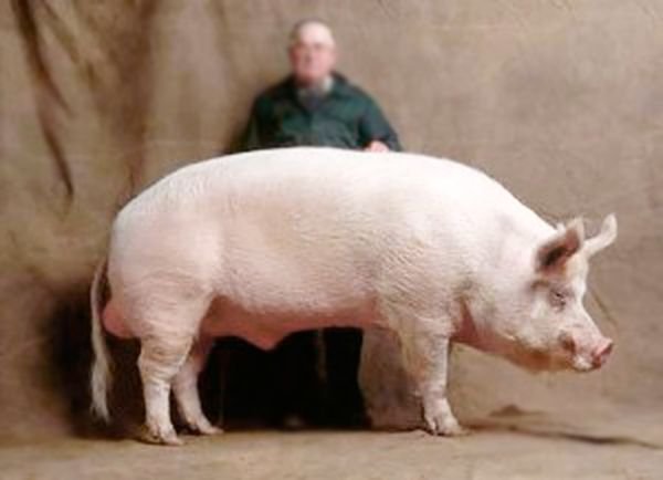 Велика біла порода свиней: характеристики, продуктивність та догляд