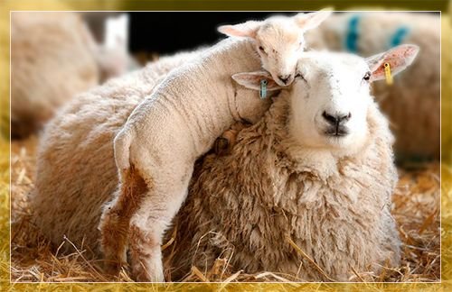 Куйбишевська порода овець: опис, утримання та догляд