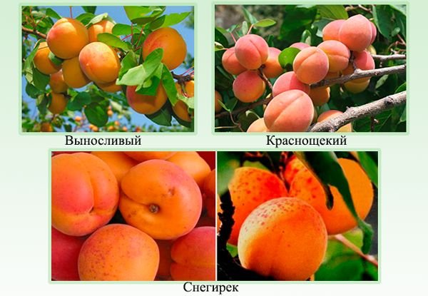 Кращі сорти абрикоса для Підмосковя з описом