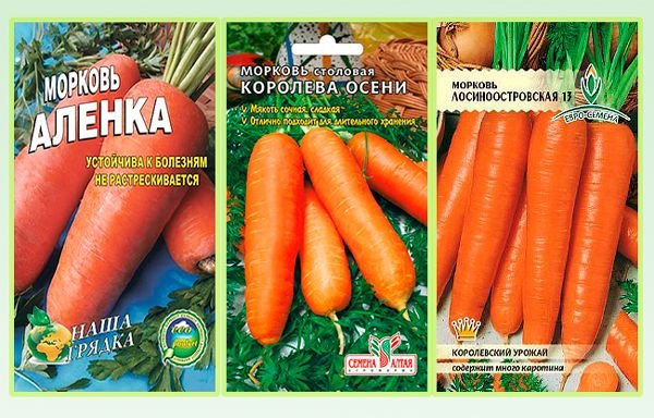 Кращі сорти моркви для відкритого грунту з описом і характеристиками