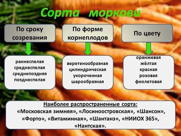 Кращі сорти моркви для відкритого грунту з описом і характеристиками