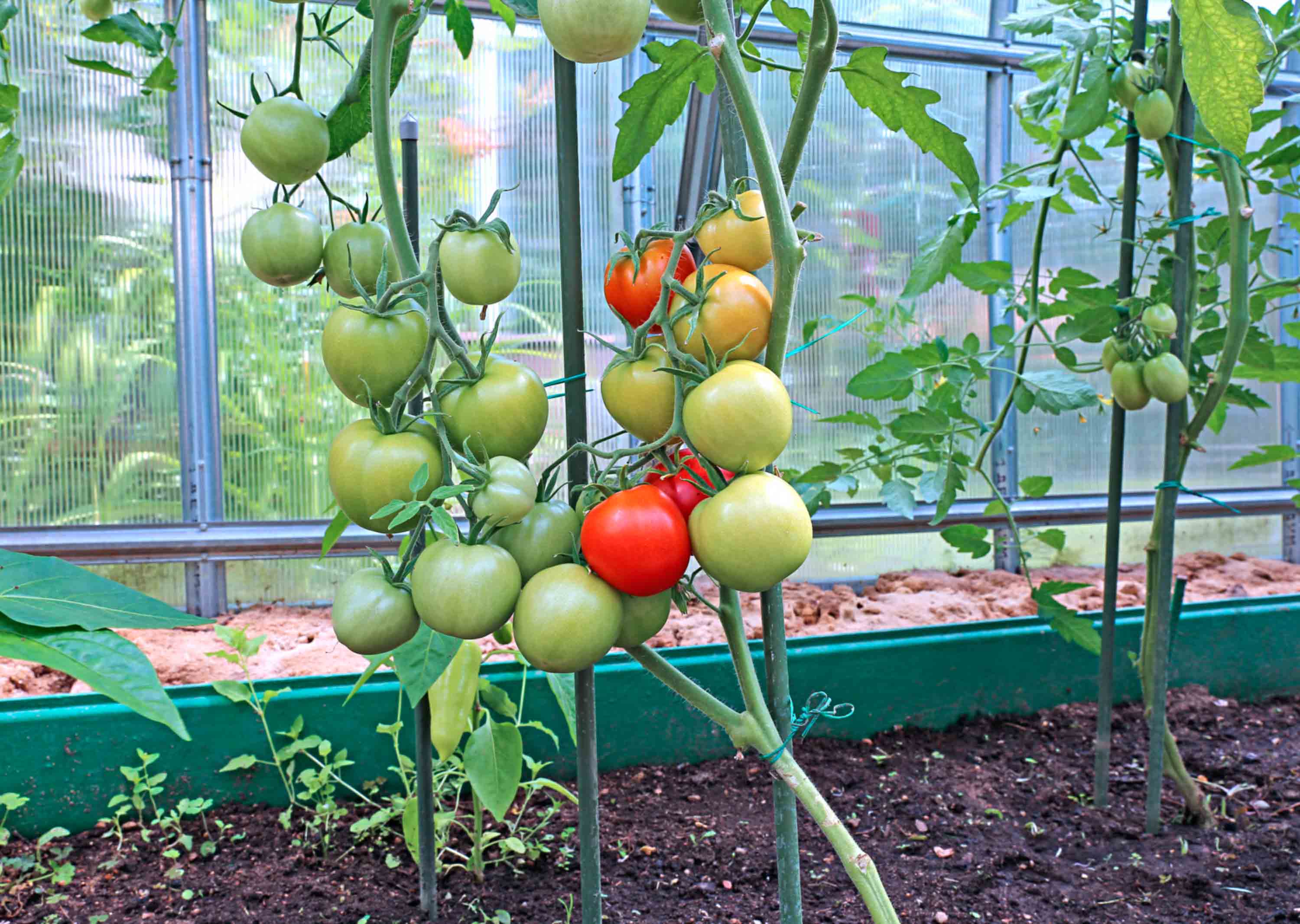 Кращі сорти томатів для теплиць з описом і фото