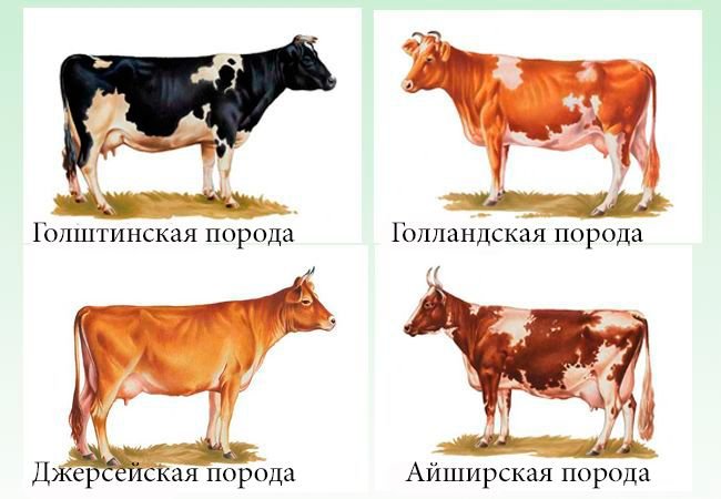 Молочні породи корів та їх опис