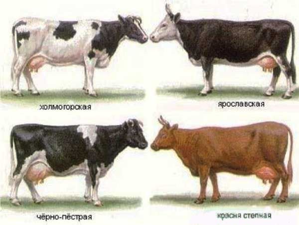 Молочні породи корів та їх опис