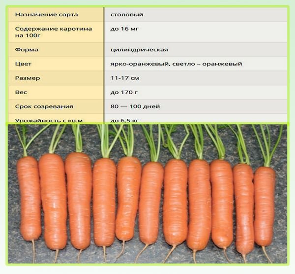Морква Нантська: опис сорту, характеристики, вирощування і догляд