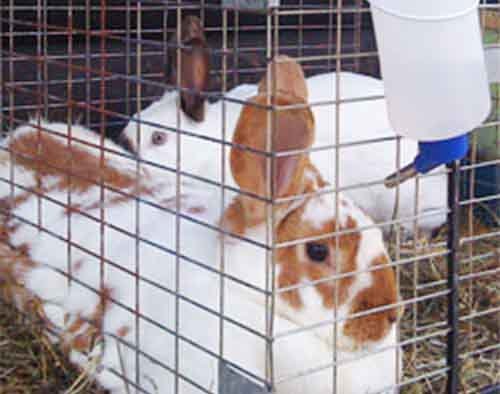 Ніпельні поїлки для кроликів і їх переваги