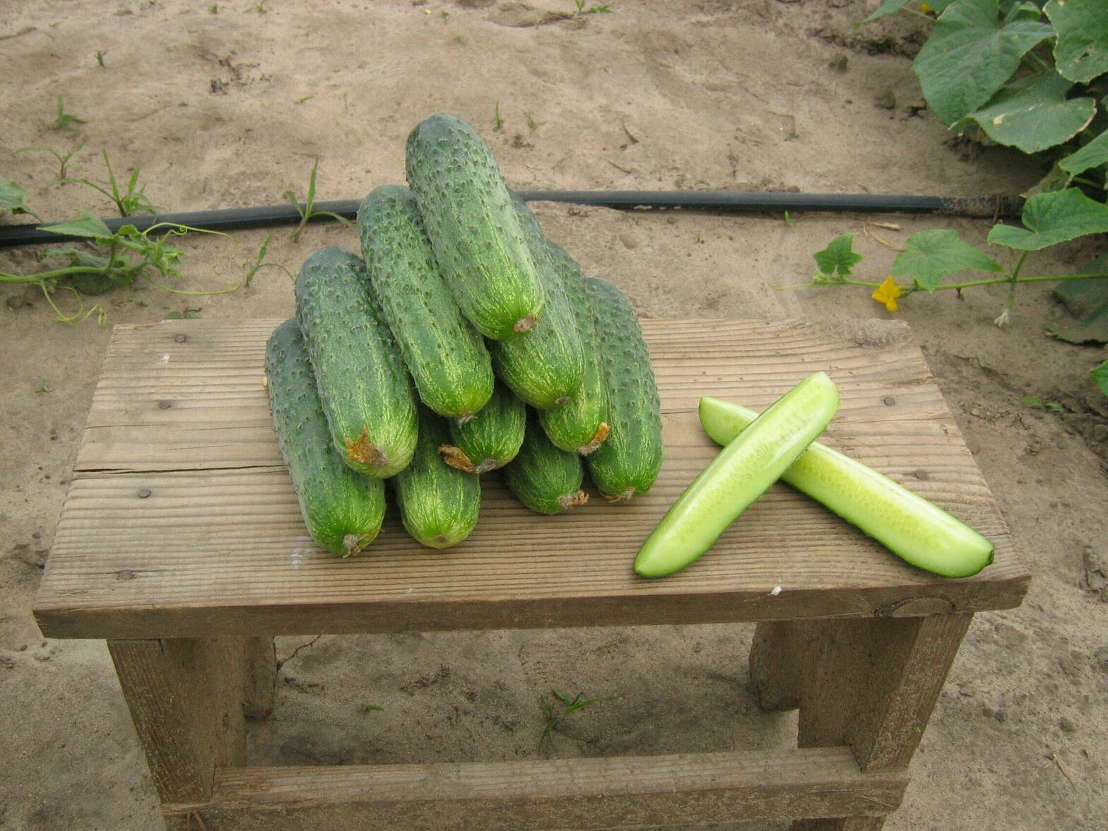 Огурец Аякс Семена Купить