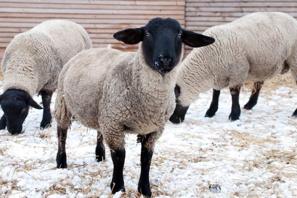 Вівчарство як бізнес для початківця фермера, породи і збут