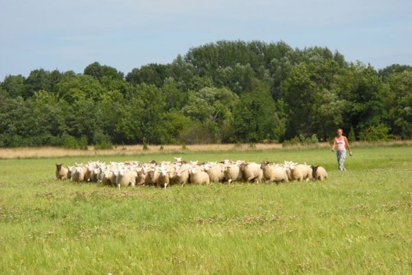 Вівчарство як бізнес для початківця фермера, породи і збут