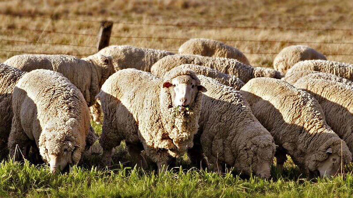 Вівці Меринос: опис породи, утримання та догляд