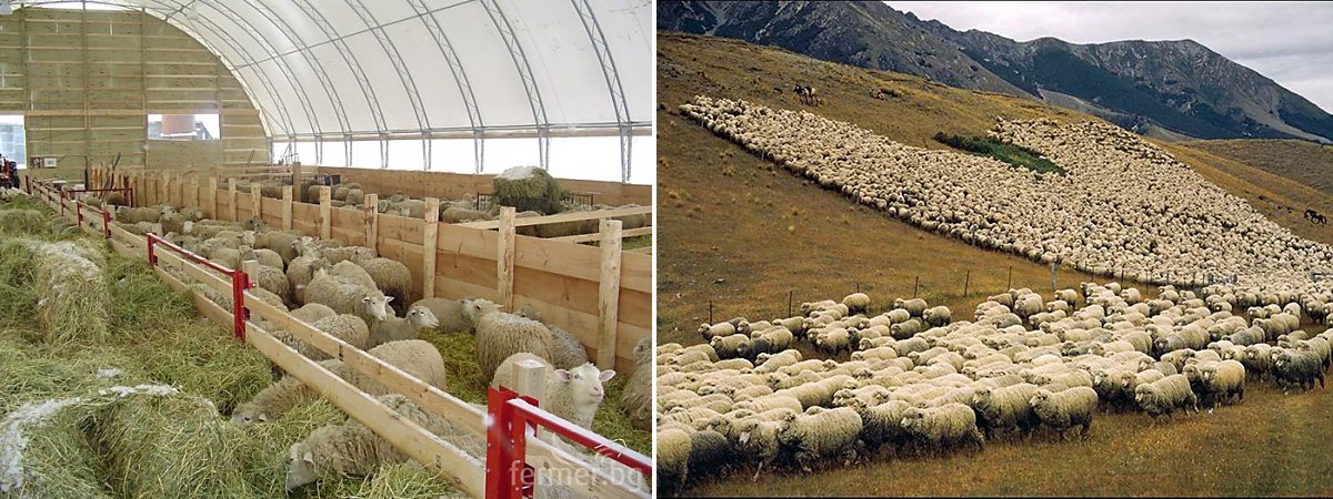 Вівці Меринос: опис породи, утримання та догляд