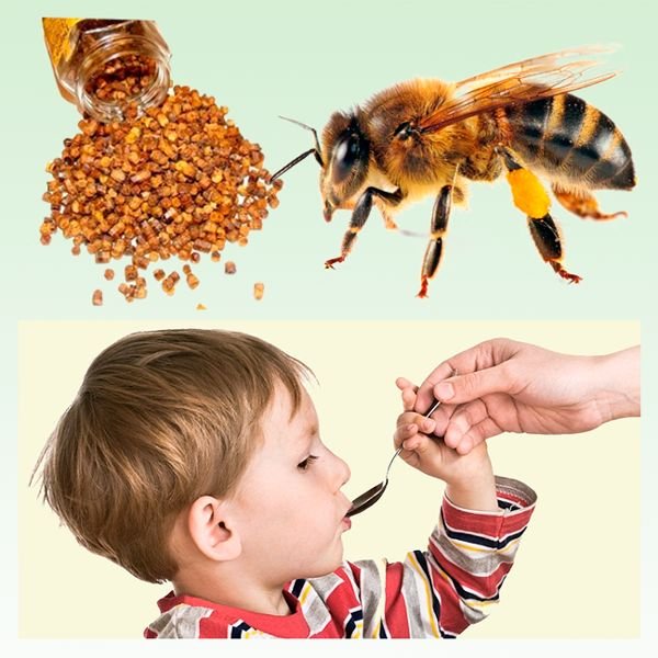 Бджолина перга: що це таке, корисні властивості та протипоказання