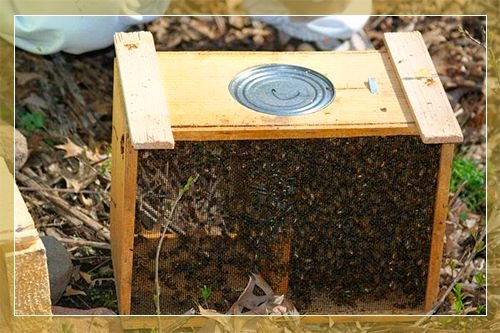 Бджолопакети – що це таке, види, як правильно пересадити бджіл
