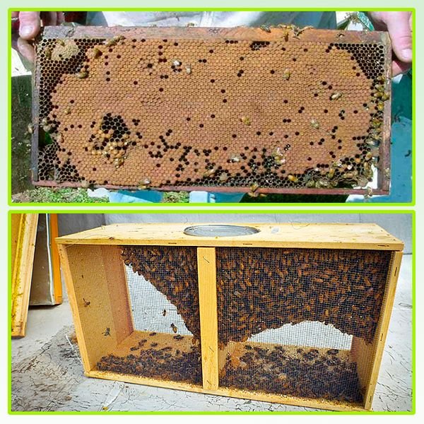 Бджолопакети – що це таке, види, як правильно пересадити бджіл