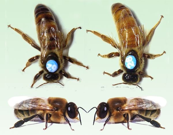 Бджоли Бакфаст: опис породи, переваги, фото, відео