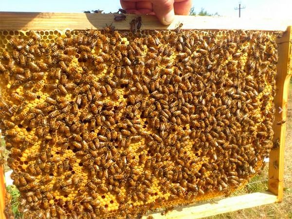 Бджоли Бакфаст: опис породи, переваги, фото, відео