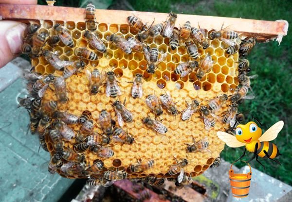 Бджоли Карніка: опис породи, характеристики і розведення