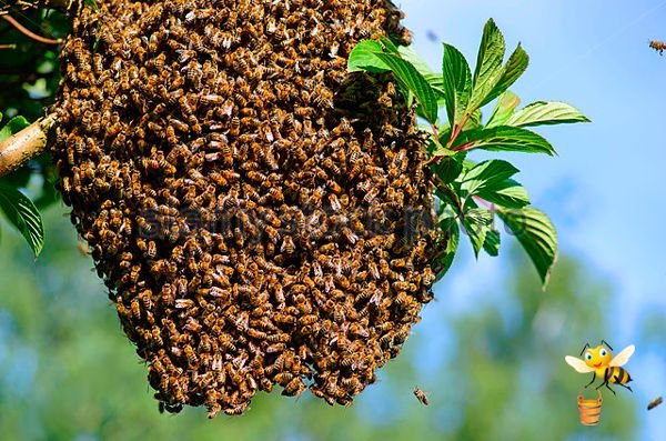 Бджоли Карніка: опис породи, характеристики і розведення