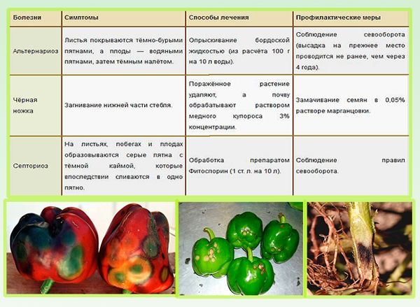 Перец Богатырь Фото Урожайность Характеристика