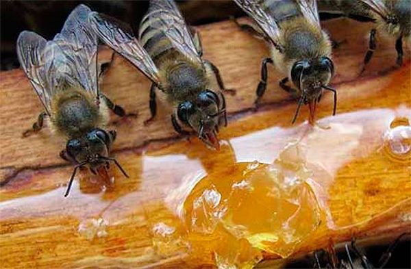 Підготовка бджіл до зимівлі: огляд вуликів, формування гнізда