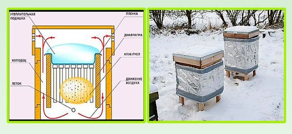 Підготовка бджіл до зимівлі: огляд вуликів, формування гнізда