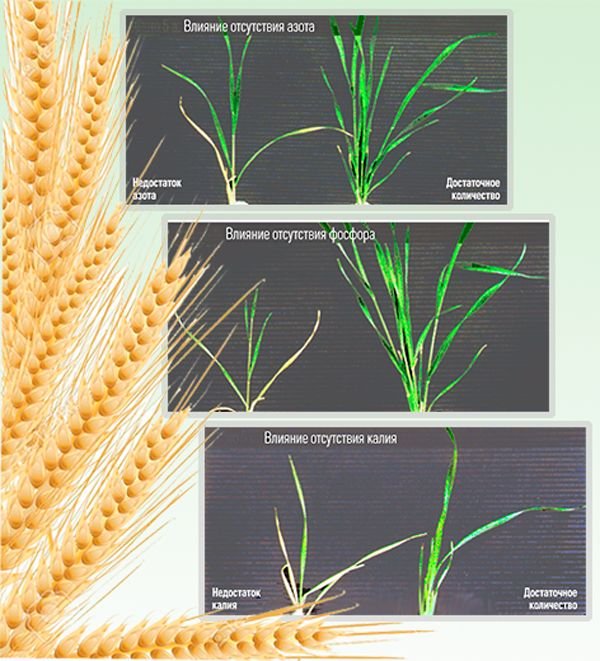 Підживлення озимої пшениці навесні і восени