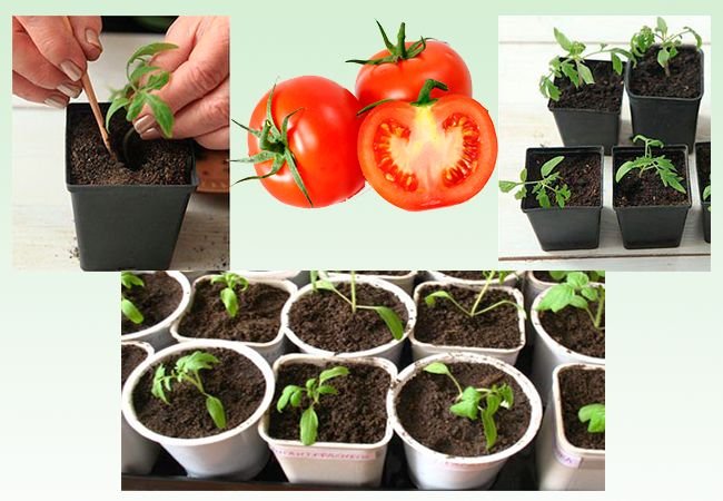 Підживлення розсади томатів після пікіровки