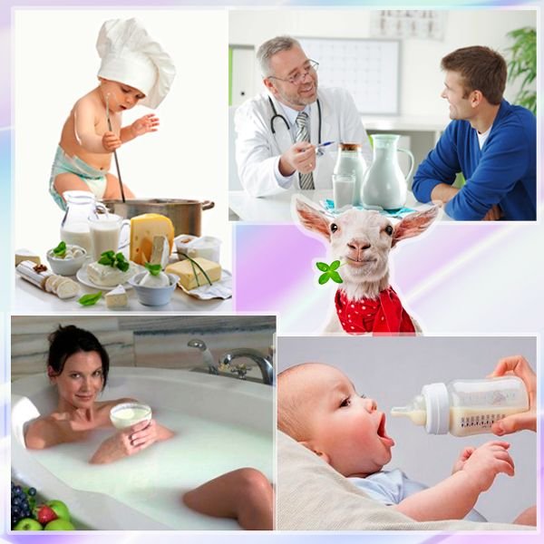 Корисні властивості козячого молока: склад, вживання та зберігання
