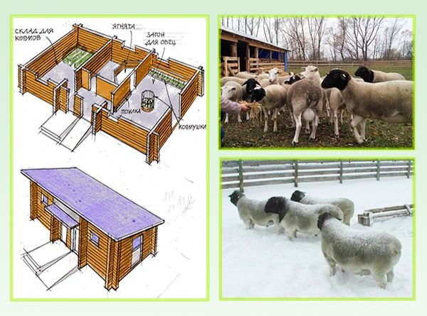 Порода овець Дорпер: опис, зміст і розведення