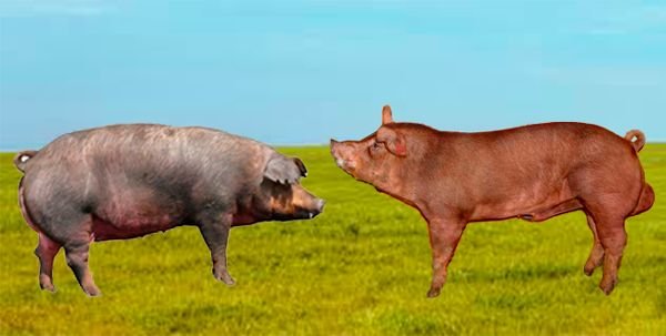 Порода свиней Дюрок: опис і характеристики породи