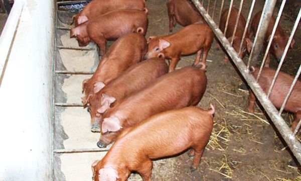 Порода свиней Дюрок: опис і характеристики породи