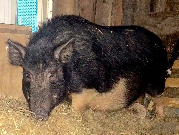 Порода свиней Кармалы: опис і характеристики породи