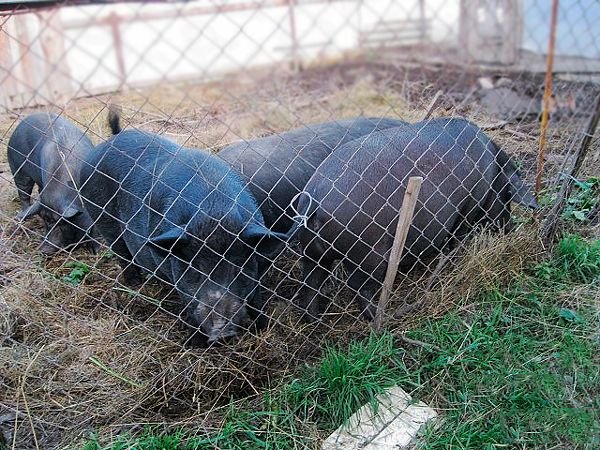 Порода свиней Кармалы: опис і характеристики породи