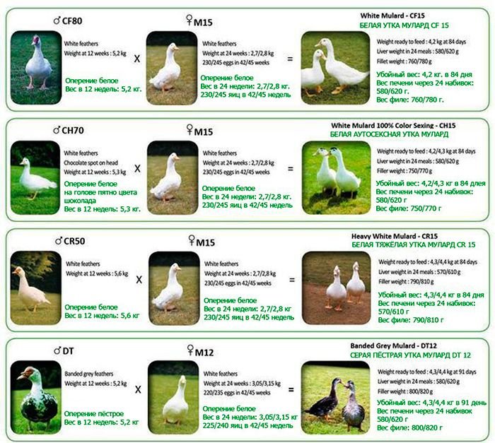 Порода качок Мулард: опис, вирощування і догляд