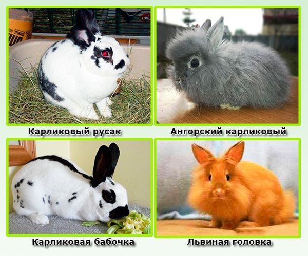 Породи декоративних кроликів з фотографіями і описами