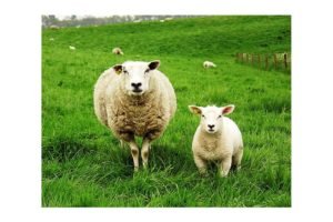 Породи овець: опис, характеристики, фото
