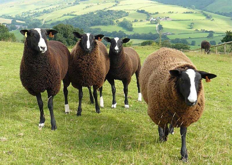 Породи овець: опис, характеристики, фото